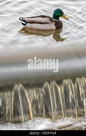 Melton Mowbray Country Park December 11th 2016: Grey day with high waters with reflections and fast running waters, for the annual Santa charity fun run. Credit:  Clifford Norton/Alamy Live News Stock Photo