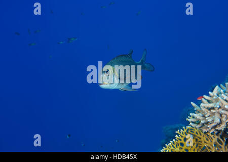 Bigeye Emperor or Humpnose big-eye bream (Monotaxis grandoculis) floats in blue water near coral reef, Red sea, Dahab, Sinai Peninsula, Egypt Stock Photo