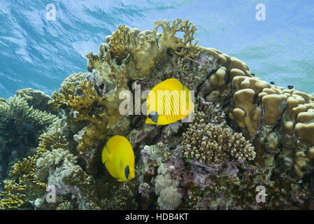 Masked butterfly, Golden butterflyfish or Bluecheek butterflyfish (Chaetodon semilarvatus) stand next to coral reef, Red sea, Sharm El Sheikh Stock Photo