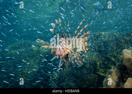 Sunset hunting Red lionfish (Pterois volitans) on a huge school of fish Hardyhead Silverside (Atherinomorus lacunosus), Red sea, Dahab Stock Photo