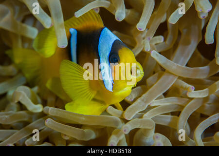 Red Sea clownfish, Threebanded Anemonefish or Twoband Anemonefish (Amphiprion bicinctus) with open mouth, Red sea, Dahab, Sinai Peninsula, Egypt Stock Photo