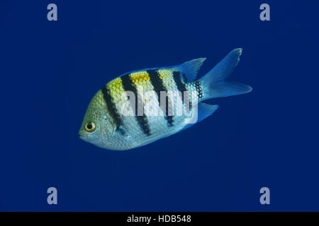 Indo-Pacific sergeant, Sergeant major or Common sergeant (Abudefduf vaigiensis) floats in blue water, Red sea, Sharm El Sheikh, Sinai Peninsula, Egypt Stock Photo