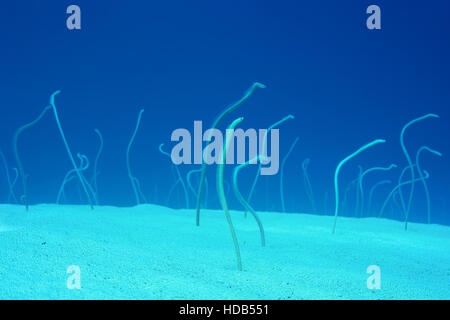 Group of Red Sea garden eels, Indo-Pacific garden eel or Spotted Garden Eel (Gorgasia sillneri) feed on plankton floating by them leaning out of the s Stock Photo