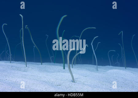 Group of Red Sea garden eels, Indo-Pacific garden eel or Spotted Garden Eel (Gorgasia sillneri) feed on plankton floating by them leaning out of the s Stock Photo