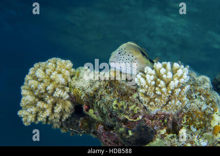 Black-sided hawkfish, Freckled hawkfish or Forster's hawkfish (Paracirrhites forsteri) rests on a coral reef, Red sea, Dahab, Sinai Peninsula, Egypt Stock Photo