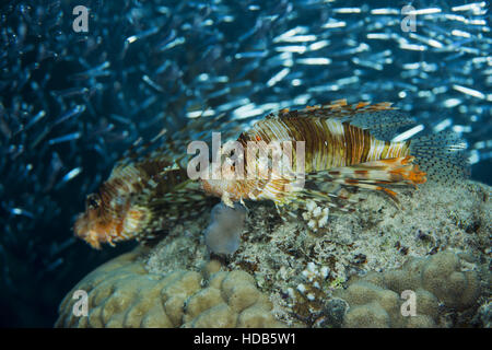 Sunset hunting two Red lionfish (Pterois volitans) on a huge school of fish Hardyhead Silverside (Atherinomorus lacunosus), Red sea, Dahab Stock Photo