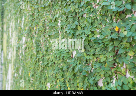 Ivy Covering Wall with angle view and selective focus Stock Photo