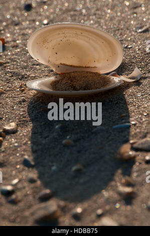 Clam shell, Padre Island National Seashore, Texas Stock Photo