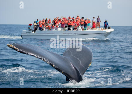 Humpback whale tail in Samana, Dominican republic and torist whale watching boat Stock Photo