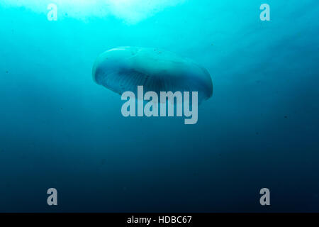 Jellyfish Stock Photo