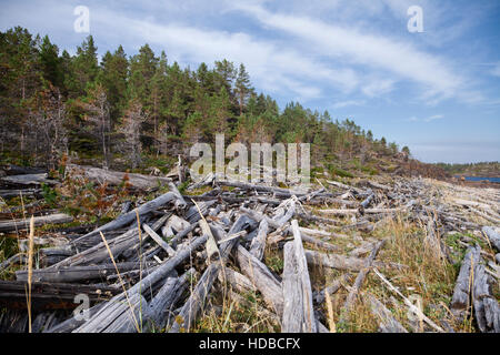 Coast of White sea in summer, northern Russia Stock Photo