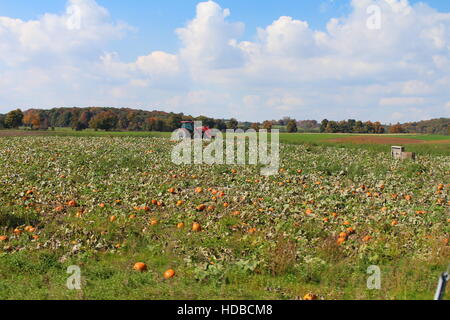 pumpkin field Stock Photo