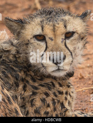 Cheetah in the rain in Africat Foundation, Okonjima Preserve, Namibia Stock Photo