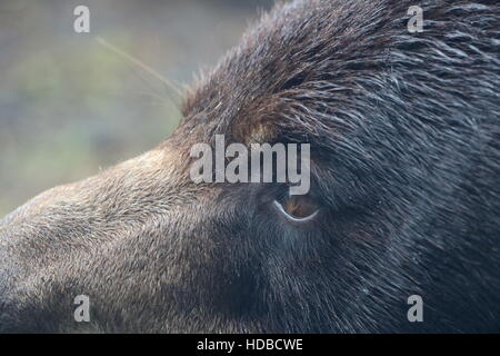 Close up of a Black bear at Zoo Miami in Florida. Stock Photo