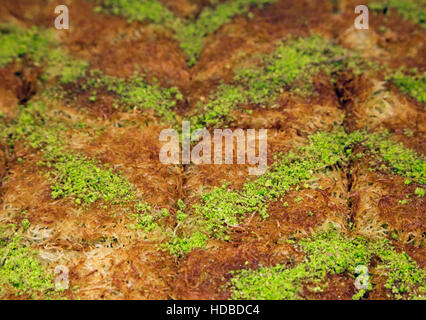 Turkish Ramadan Dessert Baklava with concept background Stock Photo