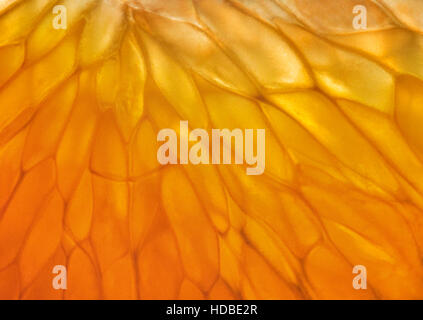 Close-up of tangerine pulp in the backlight Stock Photo