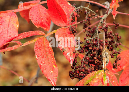 Close-up view of fall foliage in central Oklahoma Stock Photo