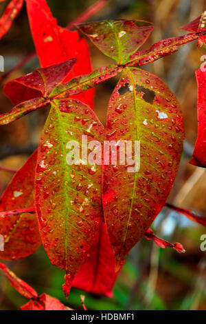 Close-up view of brilliant red fall foliage in central Oklahoma Stock Photo