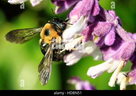 A larger bumble bee sitting on some backyard flowers. Stock Photo