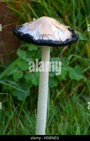 shaggy ink cap mushrooms showing life cycle and deliquescence Stock Photo