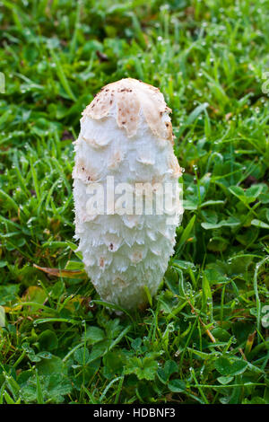 shaggy ink cap mushrooms showing life cycle and deliquescence Stock Photo