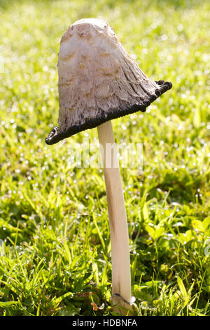 shaggy ink cap mushrooms showing life cycle and deliquescence Stock Photo