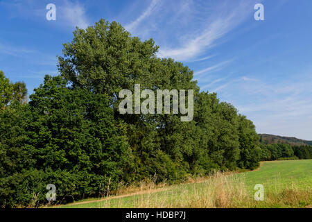 Poplars near Polle, Weseruplands, Lower Saxony, Germany Stock Photo