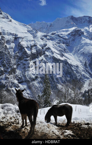 Mountain mule and pony grazing in a winter pen in the Bernese Oberlandski Stock Photo