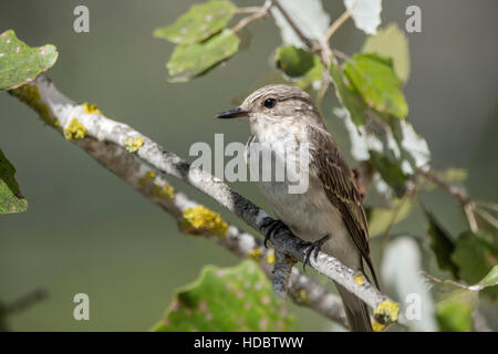 Spotted Flycatcher (Muscicapa striata) sitting in tree on a branch, Natural Park of S'Albufera, Majorca, Spain Stock Photo