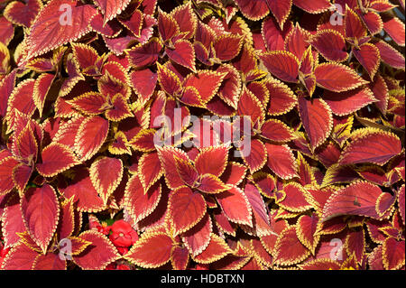 Coleus (Solenostemon scutellarioides), Tyrol, Austria Stock Photo