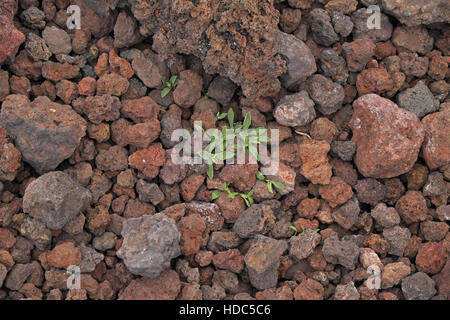 Vegetation growing on the side of Eldfell, which erupted in 1973, Heimaey, Vestmannaeyjar Islands, southern Iceland. Stock Photo