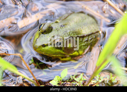 Northern Green frog sitting in the water, Upstate New York, US. Stock Photo