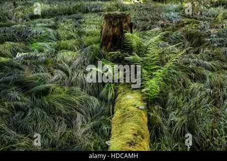rotten overgrown tree trunk in forest with tree stump Stock Photo