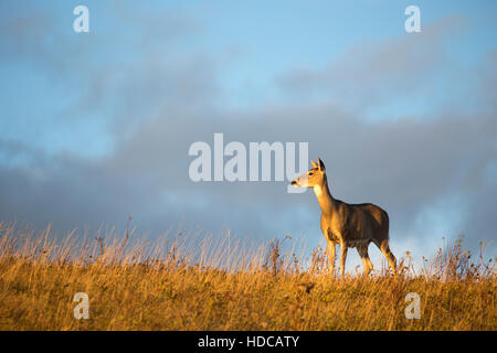 White-tailed Deer doe (Odocoileus virginianus) in Nose Hill park Stock Photo