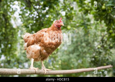 Hen in the garden Stock Photo