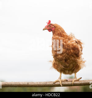 Young hen on the perch Stock Photo