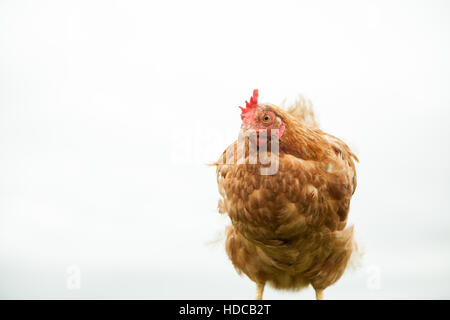 Young hen on the perch Stock Photo