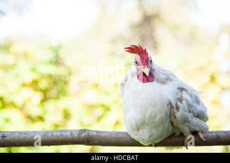 Young hen on the perch Stock Photo