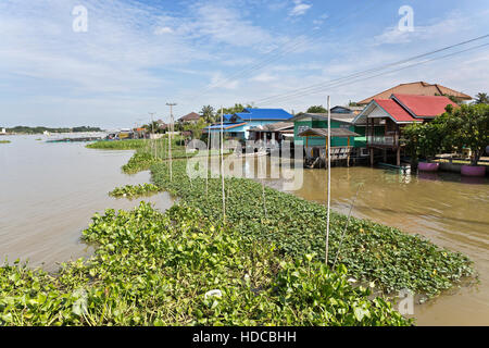 Large ammounts of water hyacinths, also called eichhornia crassipes, on the banks od the Chao Phraya River near a village in Ayutthaya, Thailand Stock Photo