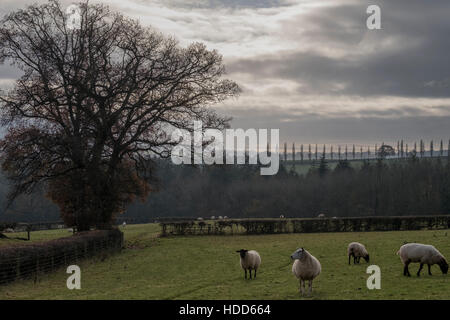 Scattered livestock in fields, late evening. Stock Photo