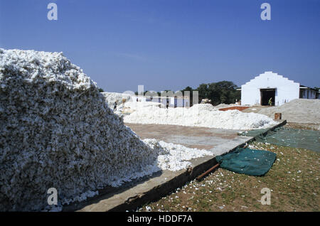 INDIA, Madhya Pradesh, Kasrawad, cotton ginning factory Stock Photo