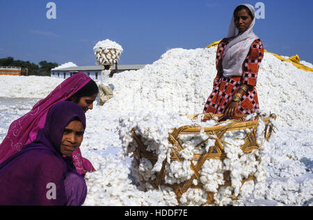 INDIA, Madhya Pradesh, Kasrawad, cotton ginning factory, worker carry raw cotton in baskets into the ginning unit Stock Photo