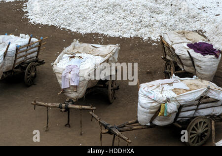 INDIA, Madhya Pradesh, Kasrawad, cotton ginning factory, farmer supply cotton with bullock carts from the auction place to the ginnery Stock Photo