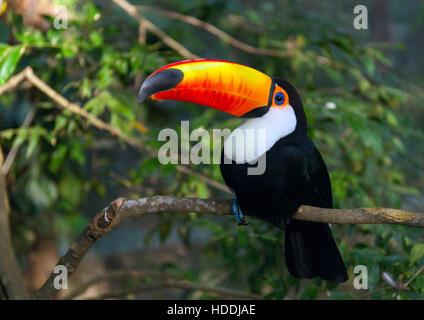 Toucan Ramphastos toco sitting on tree branch in tropical forest Stock Photo