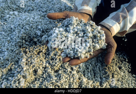 INDIA, Madhya Pradesh, Kasrawad, cotton ginning factory, hand with cotton seeds after ginning, the seeds are later pressed to get cotton seed oil Stock Photo