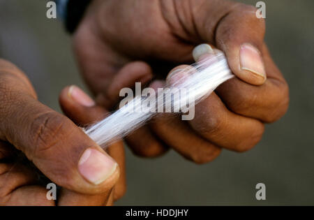 INDIA, Madhya Pradesh, Kasrawad, cotton ginning factory, quality check, staple length of fibre Stock Photo