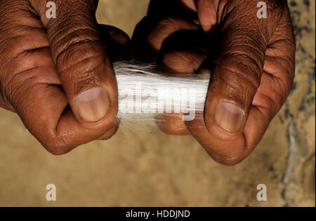 INDIA, Madhya Pradesh, Kasrawad, cotton ginning factory, quality check, staple length of fibre Stock Photo