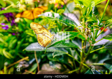 Beautiful butterfly observed in the Butterfly Conservatory of American Museum of Natural History. Stock Photo