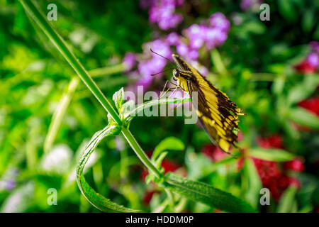 Beautiful butterfly observed in the Butterfly Conservatory of American Museum of Natural History. Stock Photo