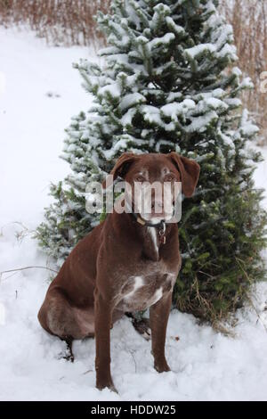 Senior Dog Sitting in Snow Stock Photo